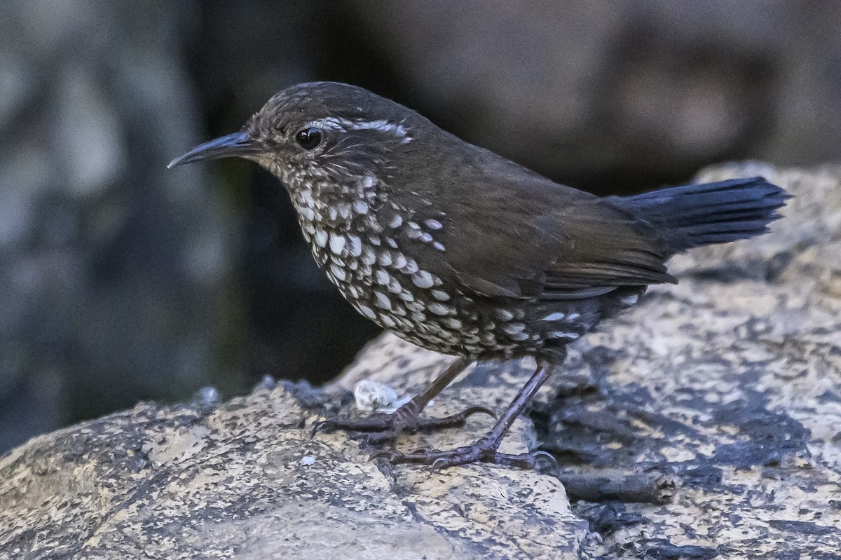 Sharp-tailed Streamcreeper - ML646983700