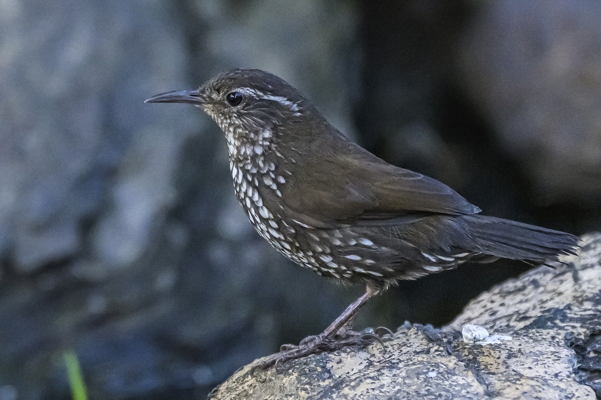 Sharp-tailed Streamcreeper - ML646983702