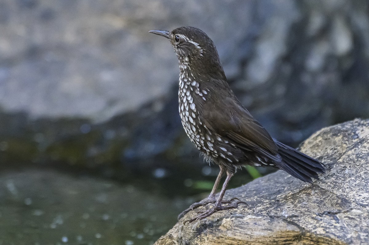 Sharp-tailed Streamcreeper - ML646983703