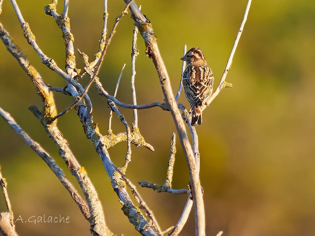 Rock Sparrow - ML646983704