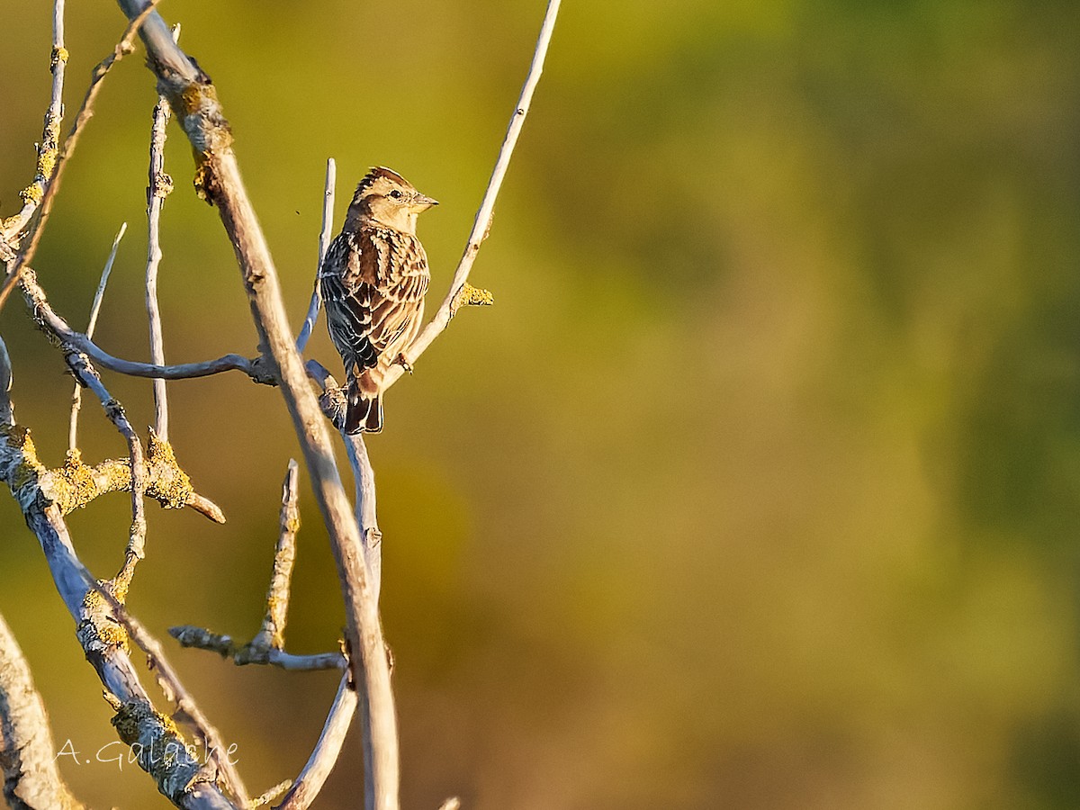 Rock Sparrow - ML646983705