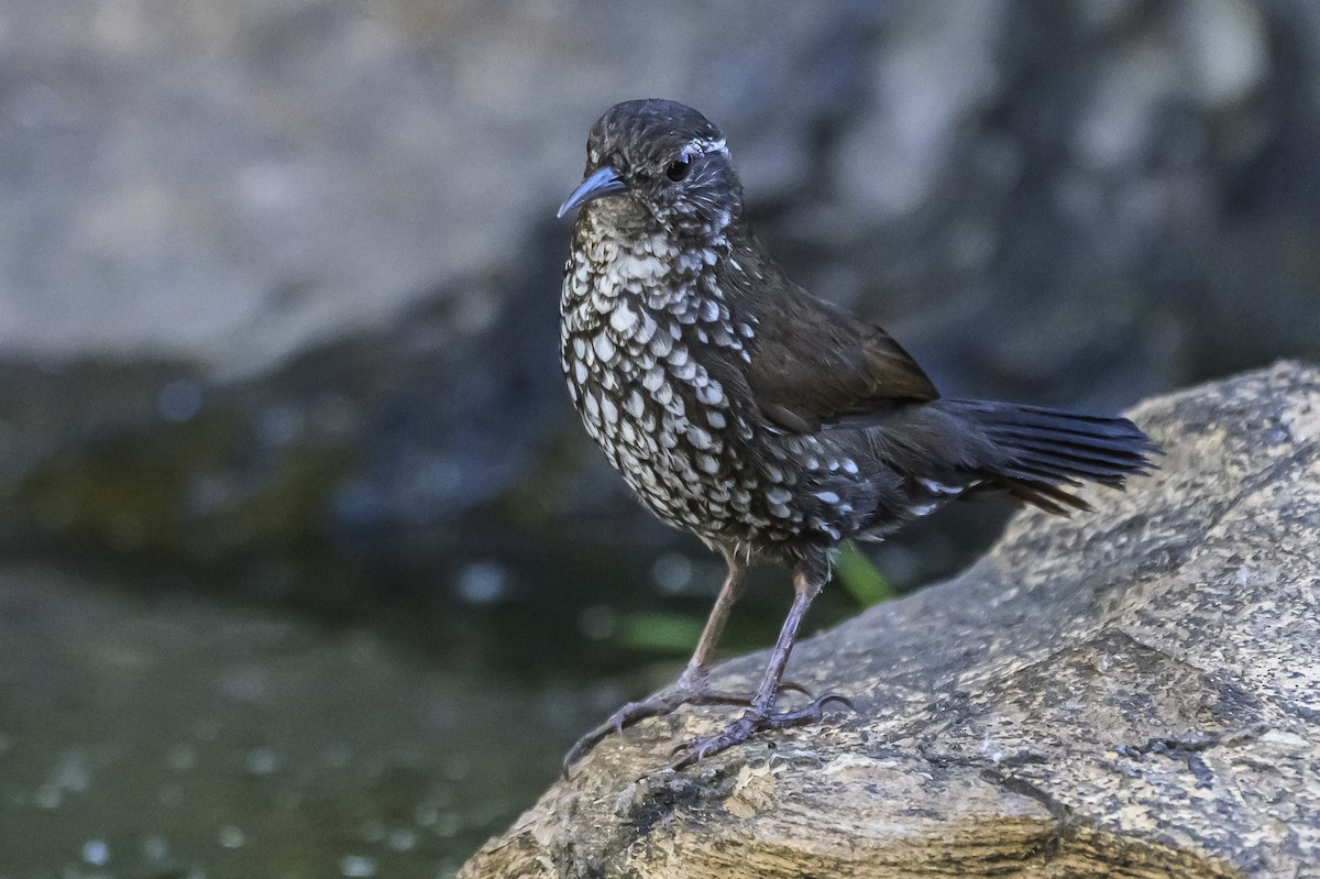 Sharp-tailed Streamcreeper - ML646983707