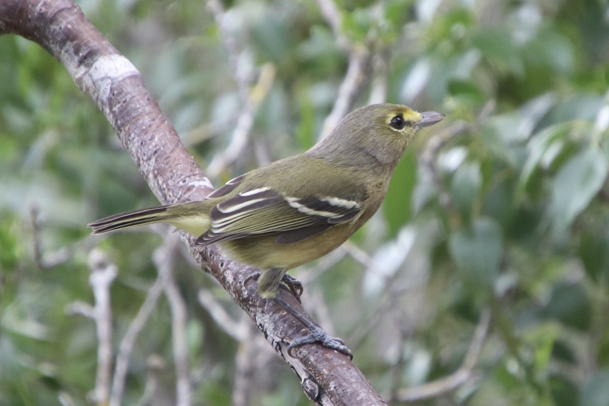 Vireo Piquigrueso - ML646983710
