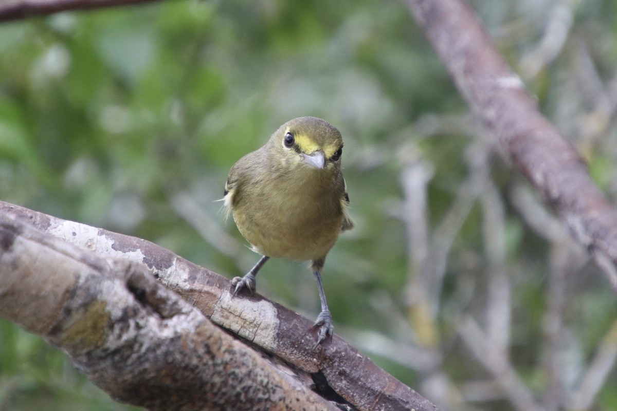 Vireo Piquigrueso - ML646983711