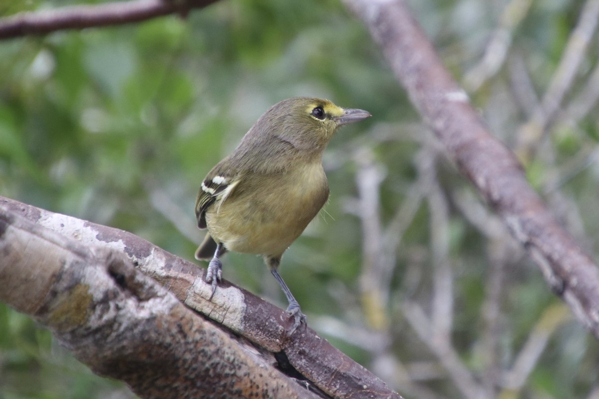 Vireo Piquigrueso - ML646983712
