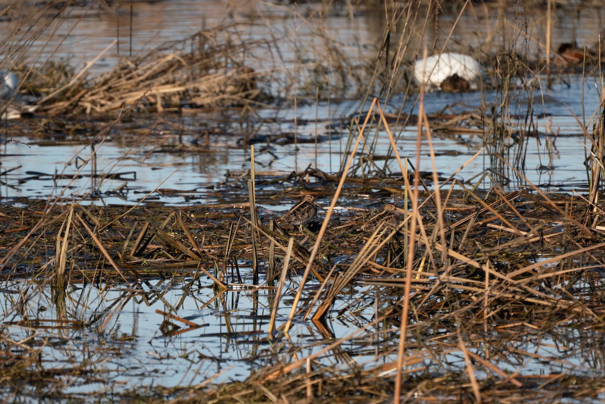 Wilson's Snipe - ML646983715