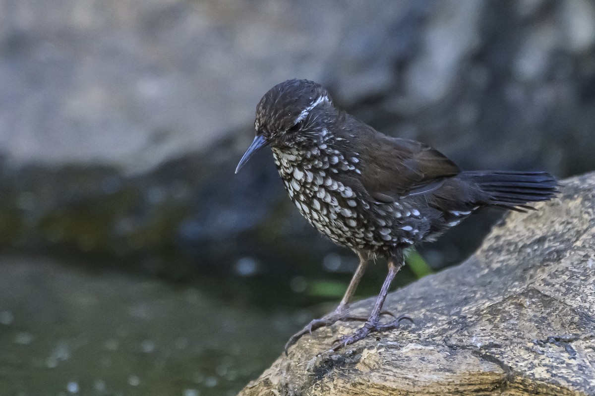 Sharp-tailed Streamcreeper - ML646983716