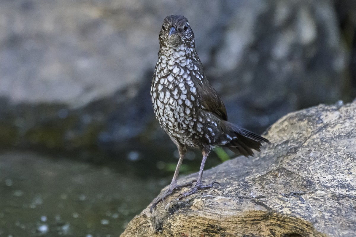 Sharp-tailed Streamcreeper - ML646983718