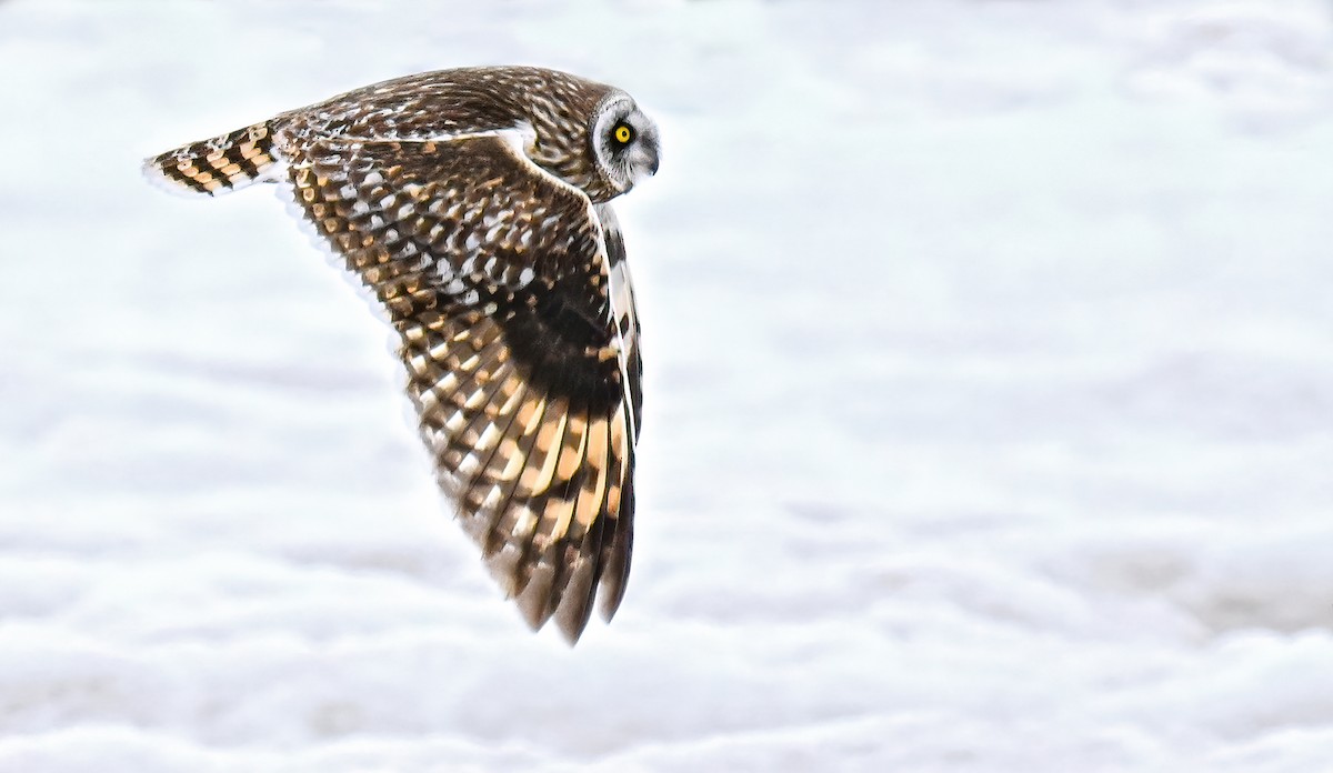 Short-eared Owl - ML646983719