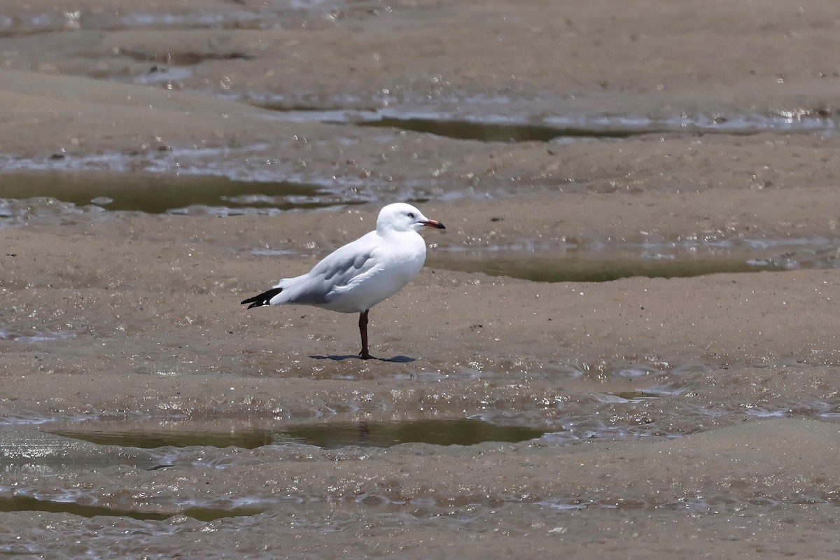 Silver Gull - ML646983720