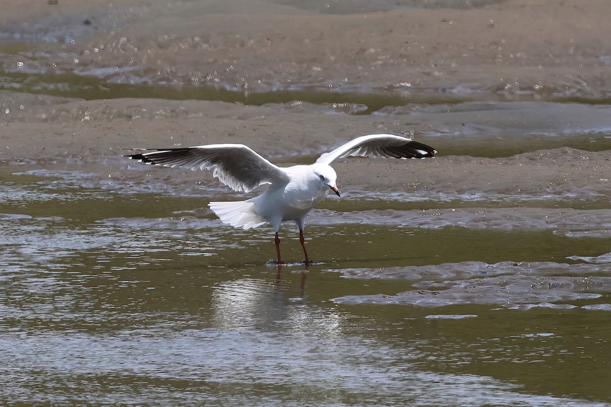 Silver Gull - ML646983721