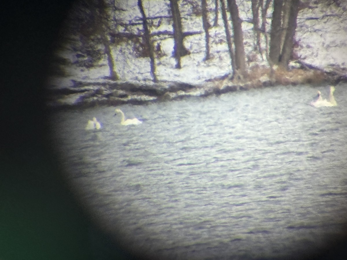 Лебідь чорнодзьобий (підвид columbianus) - ML646983723