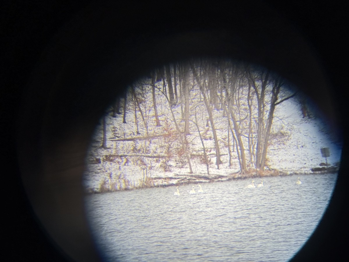 Лебідь чорнодзьобий (підвид columbianus) - ML646983724