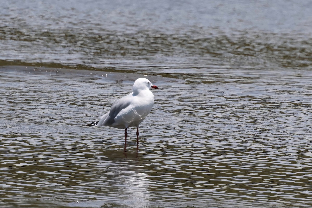 Silver Gull - ML646983725