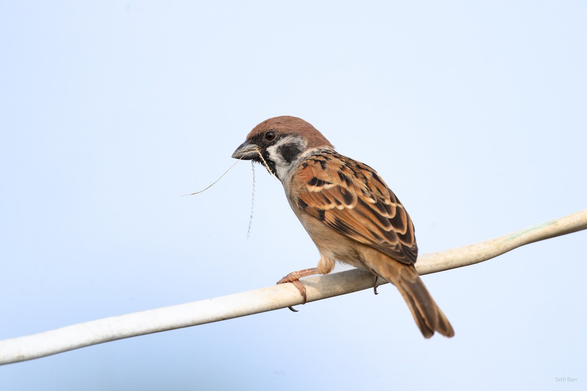 Passera mattugia - ML646983727