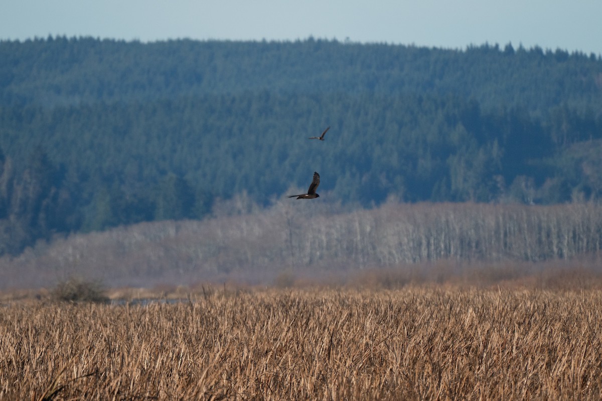 Northern Harrier - ML646983730