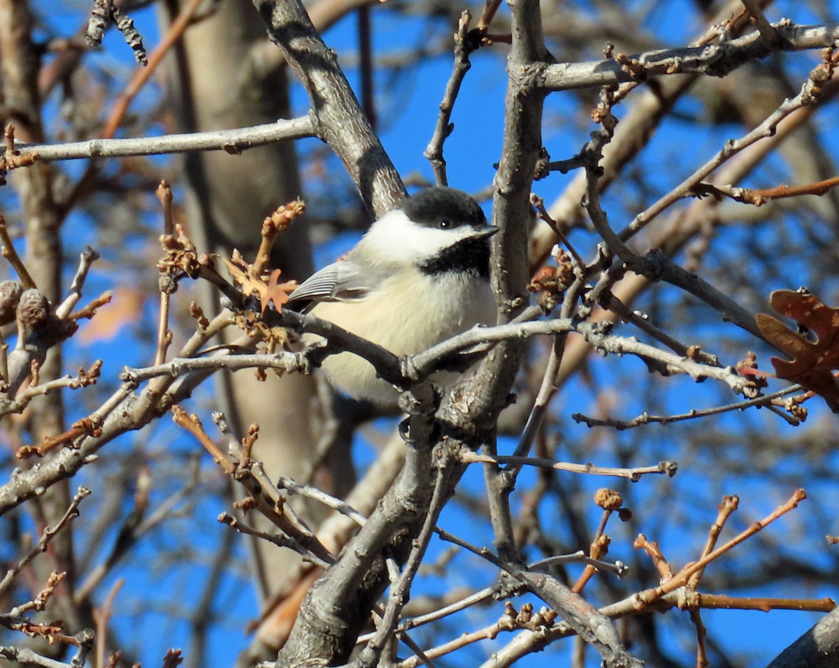 Black-capped Chickadee - ML646983731