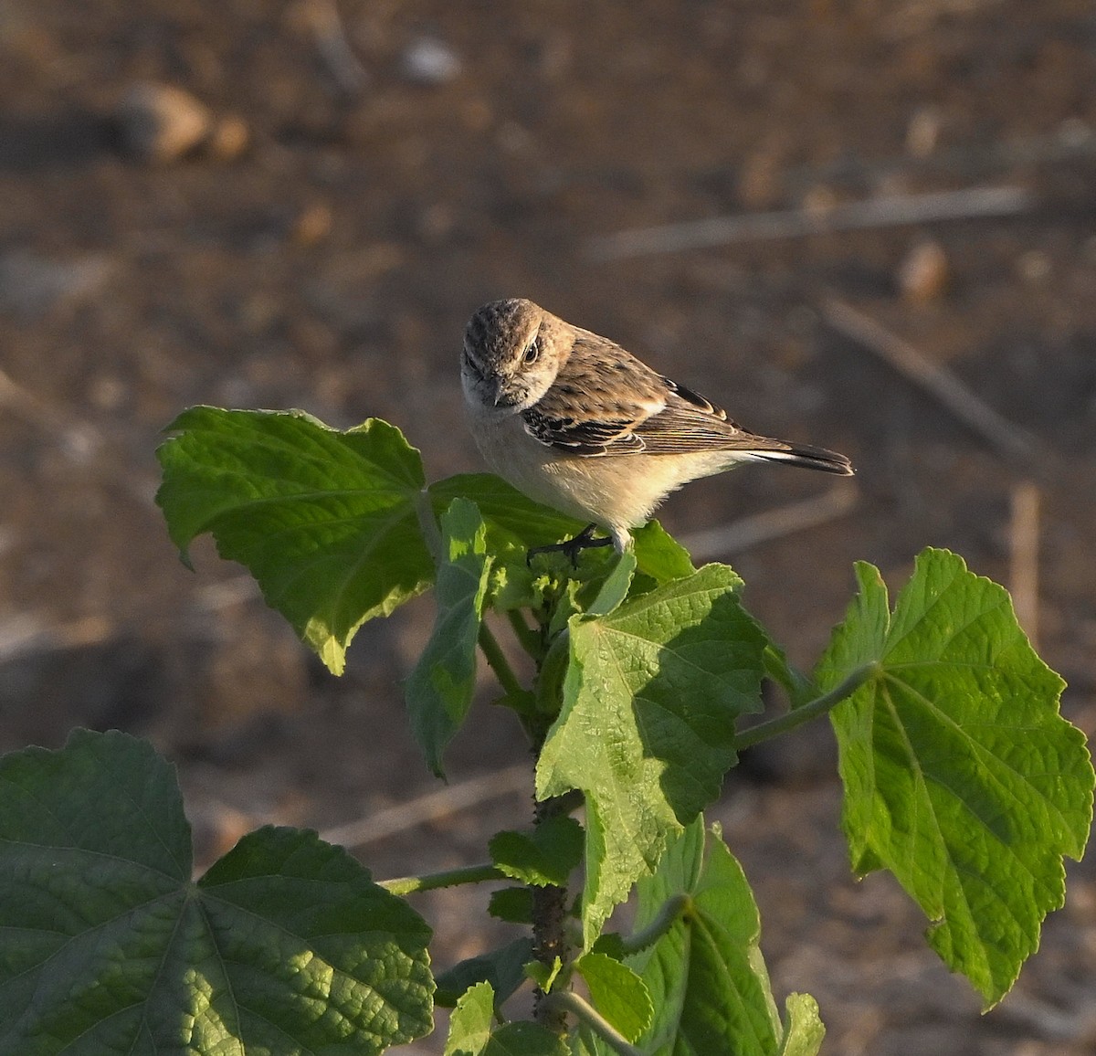 Siberian Stonechat - ML646983740
