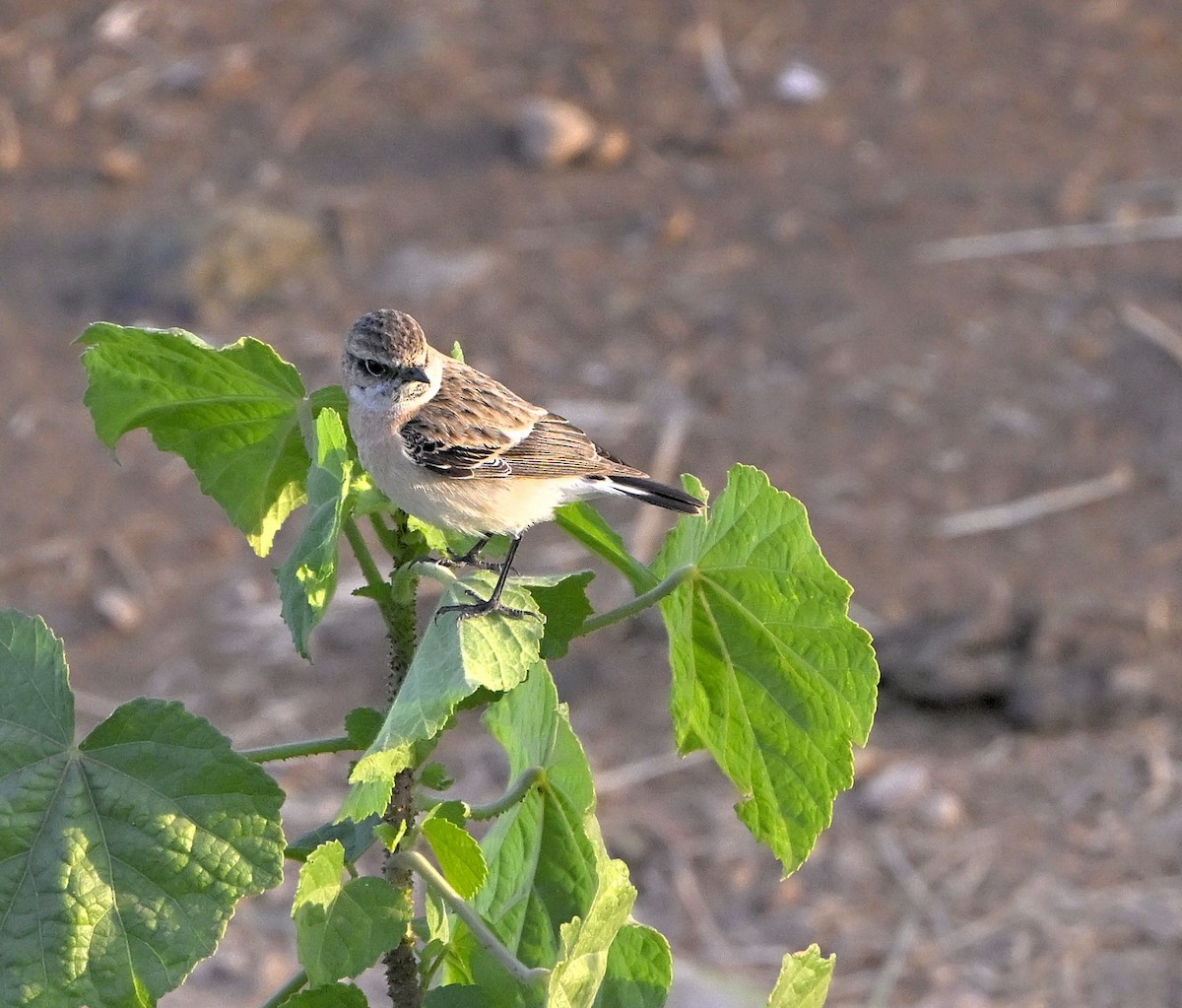 Siberian Stonechat - ML646983741