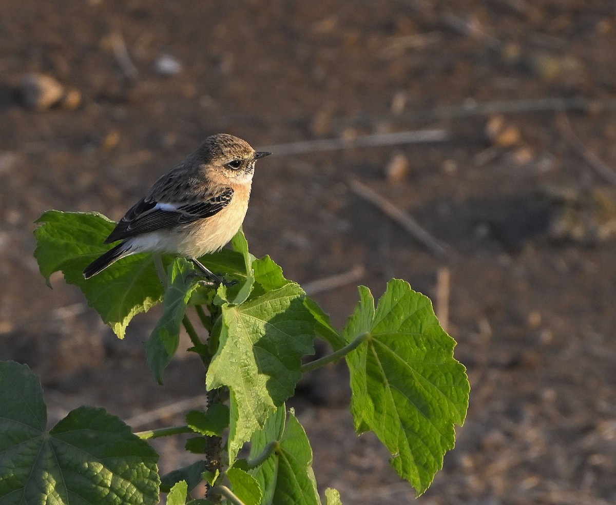 Siberian Stonechat - ML646983742