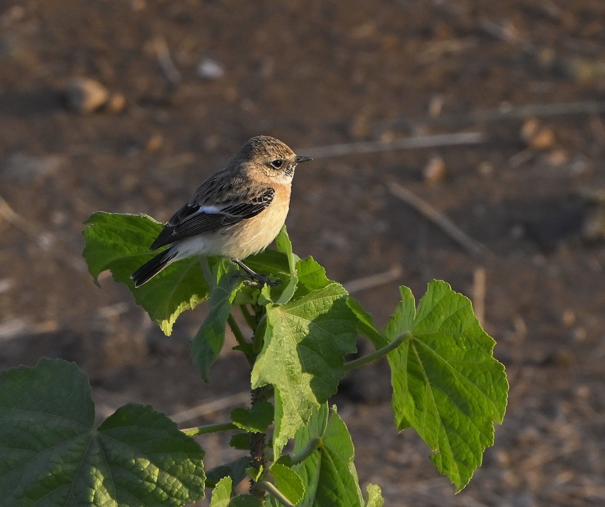 Siberian Stonechat - ML646983743
