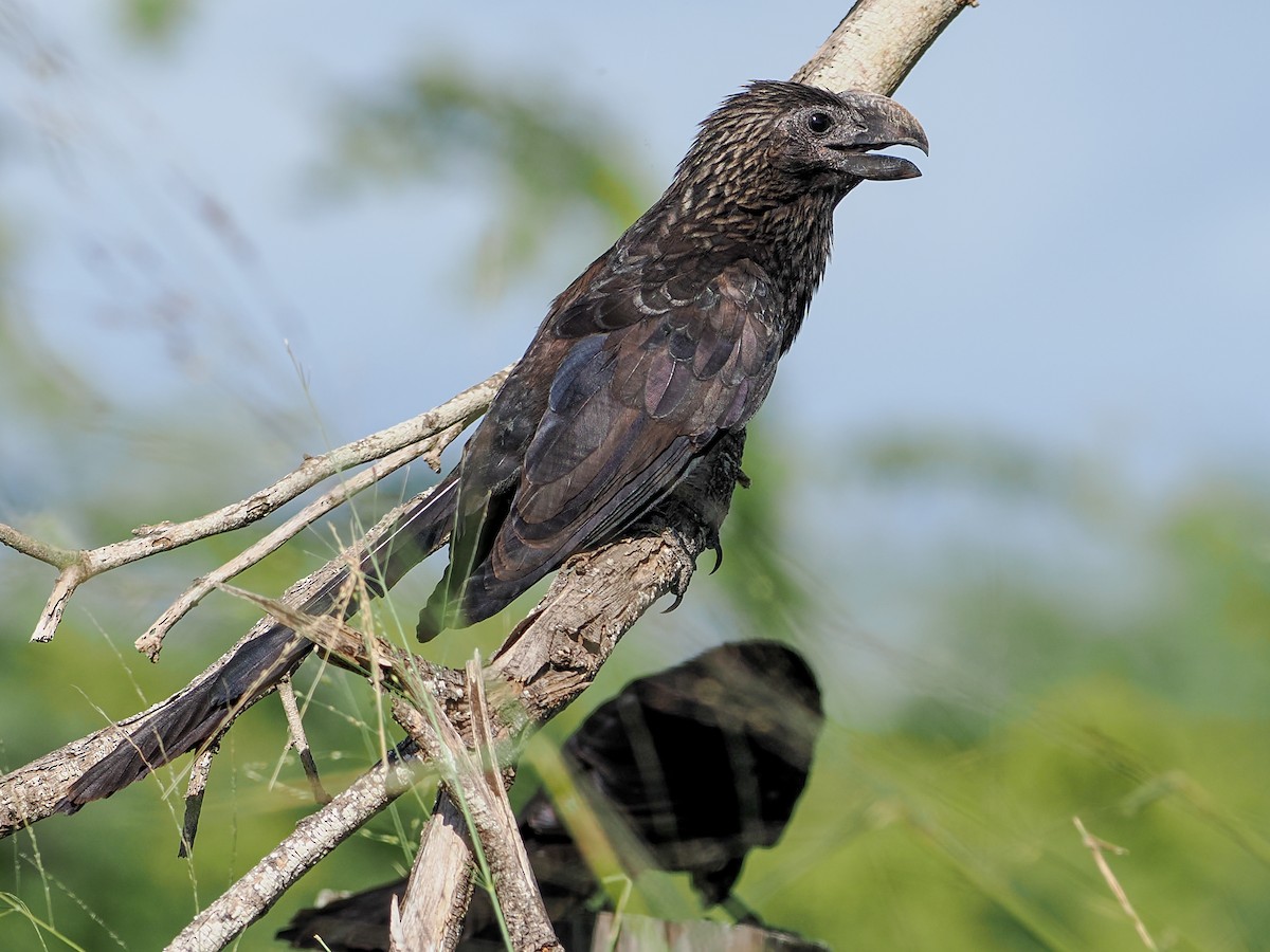 Smooth-billed Ani - ML646983744