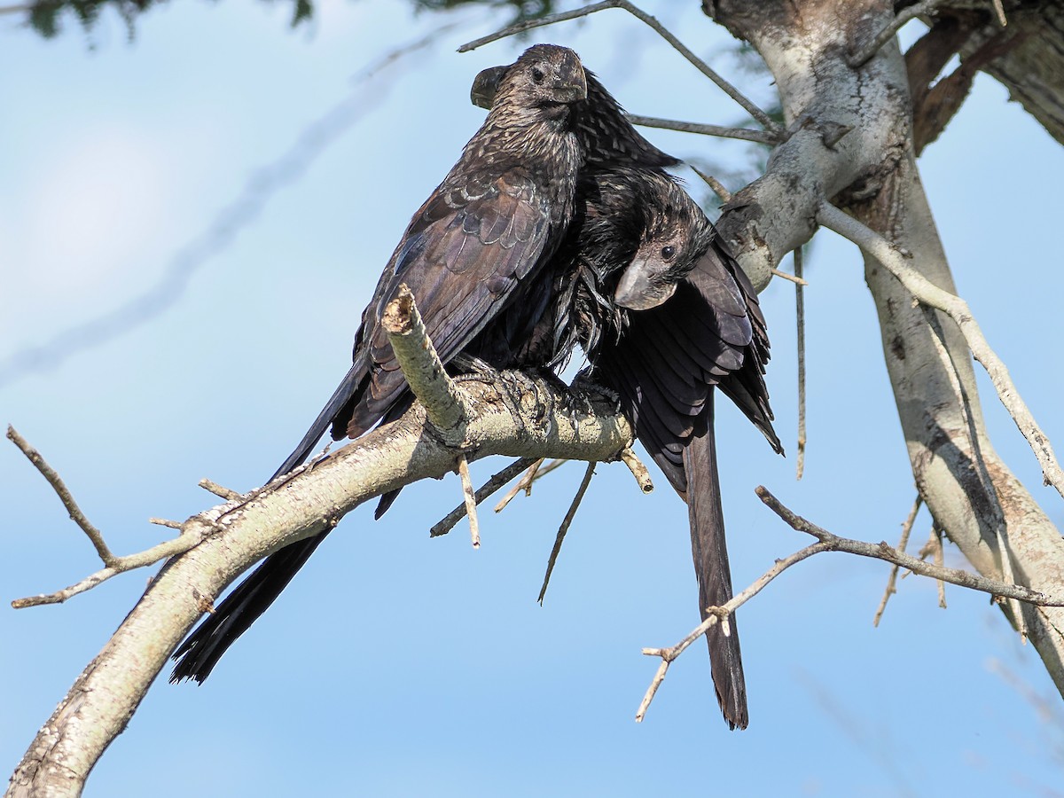 Smooth-billed Ani - ML646983745