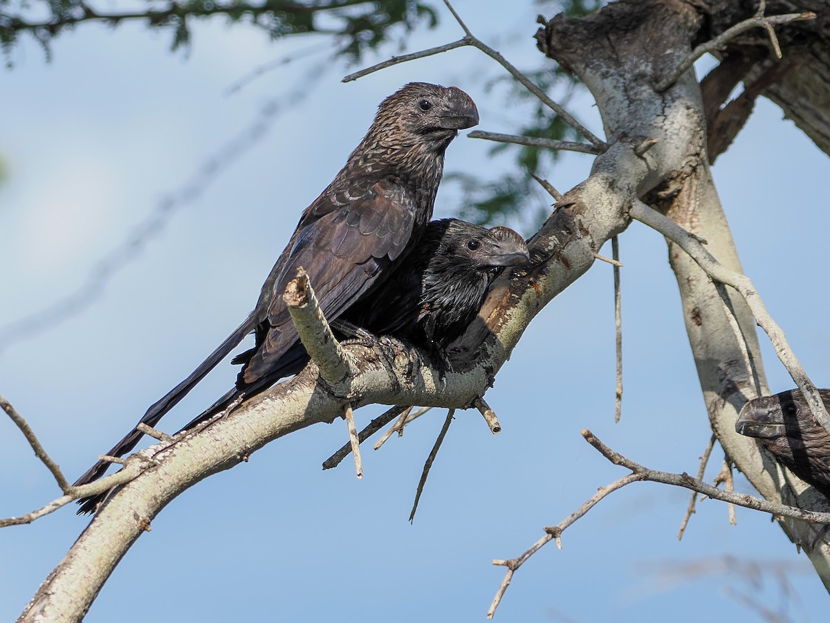 Smooth-billed Ani - ML646983746