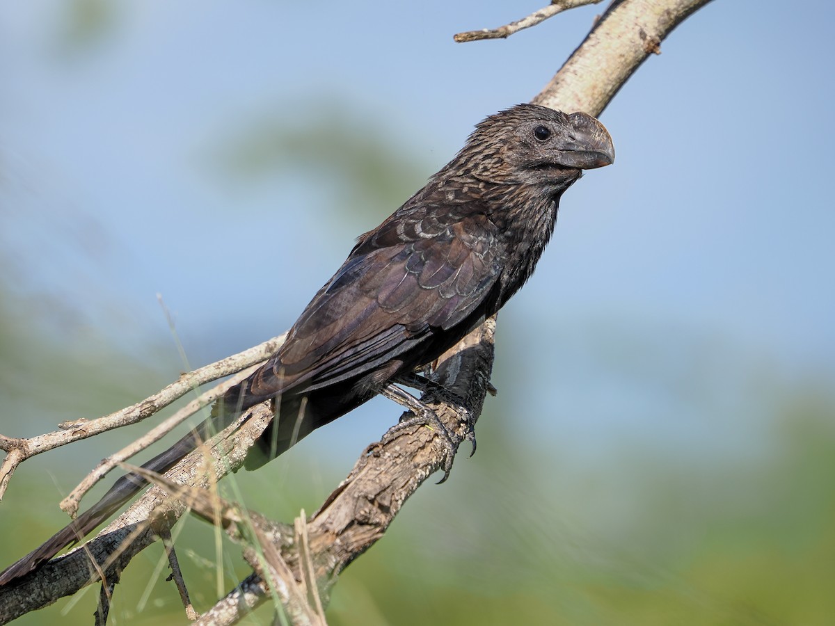 Smooth-billed Ani - ML646983747