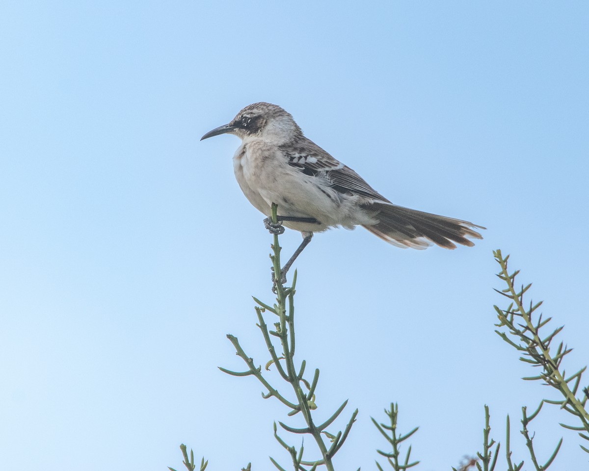 Galapagos Mockingbird - ML646983751