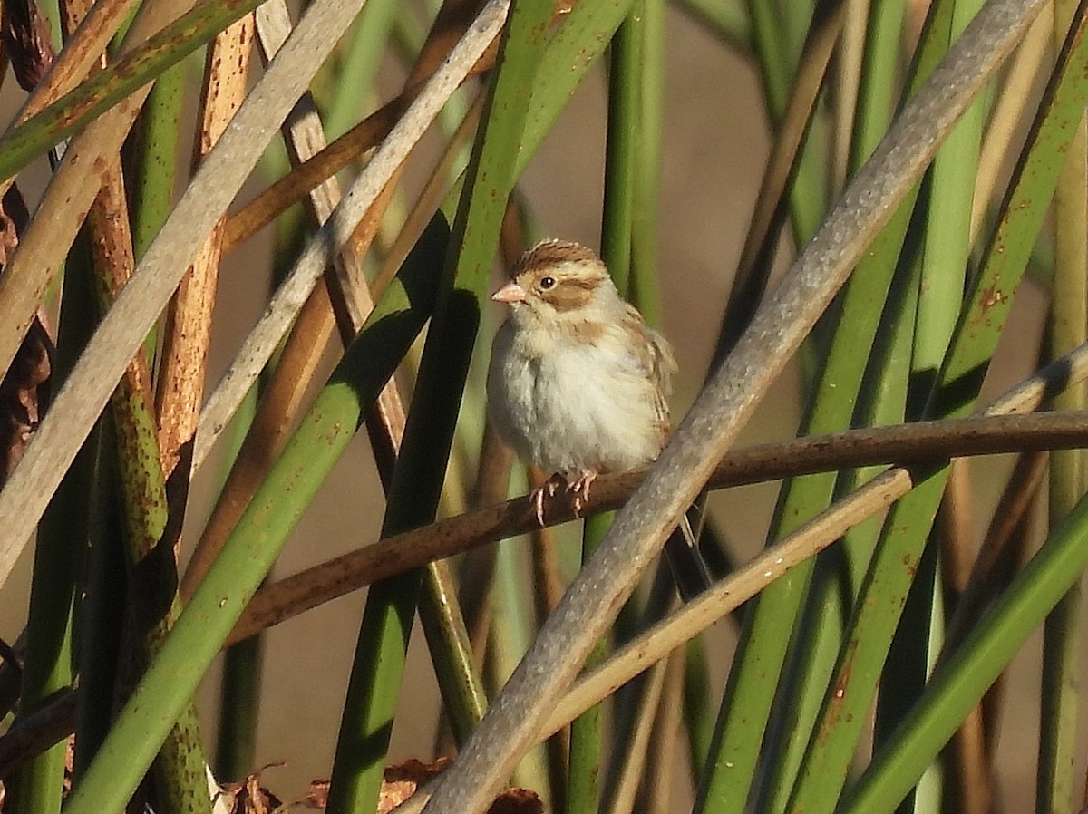 Clay-colored Sparrow - ML646983752