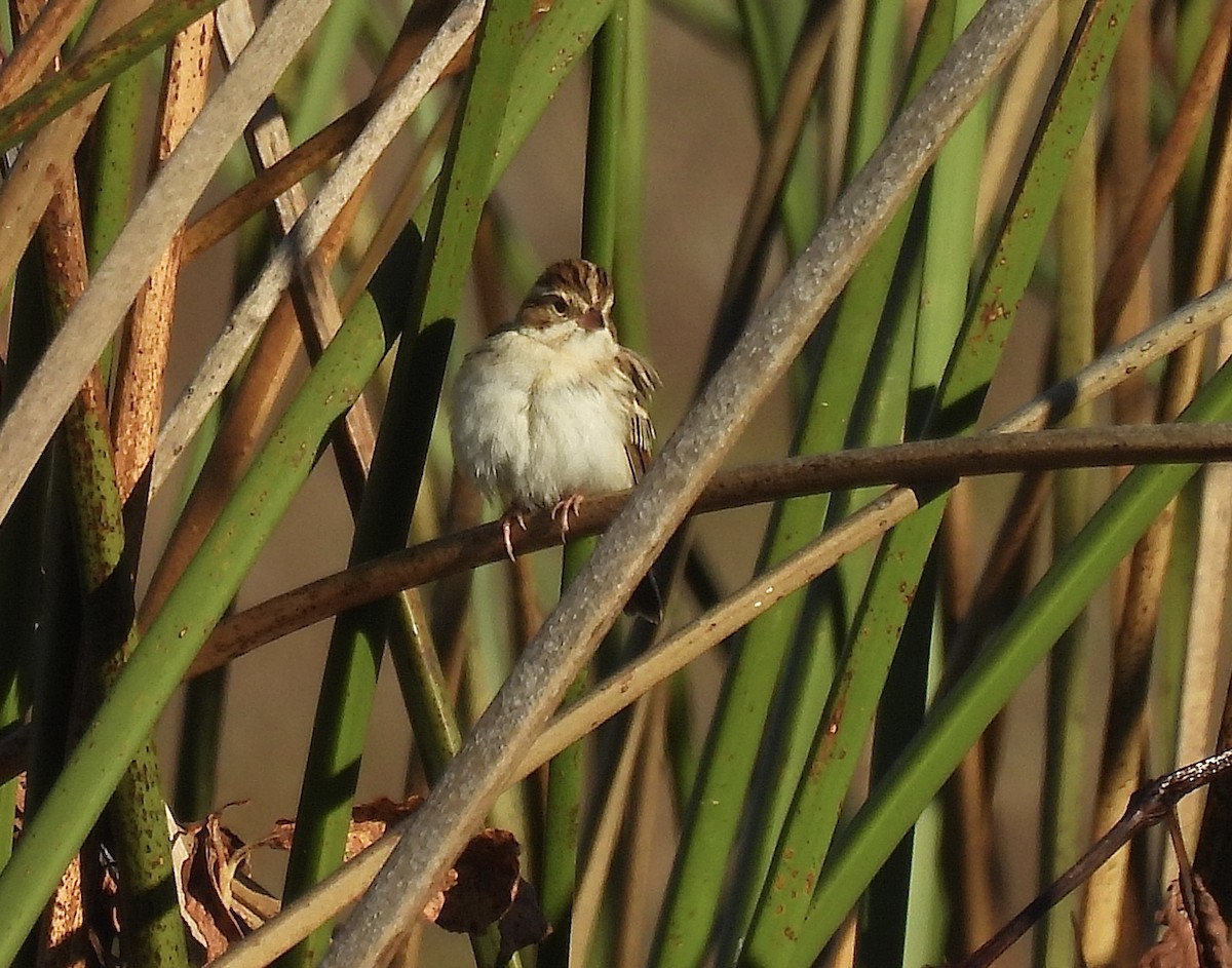 Clay-colored Sparrow - ML646983753