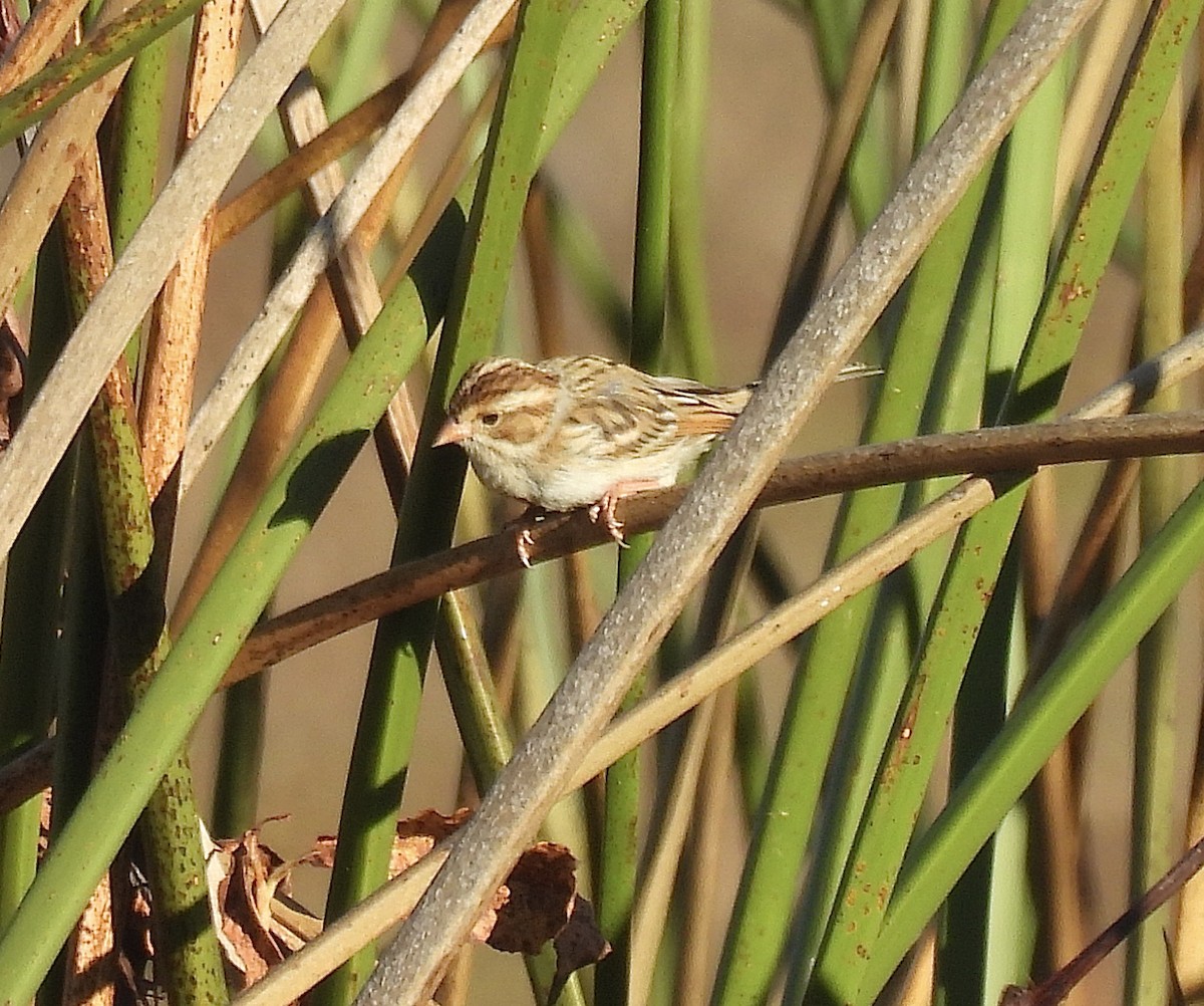 Clay-colored Sparrow - ML646983754