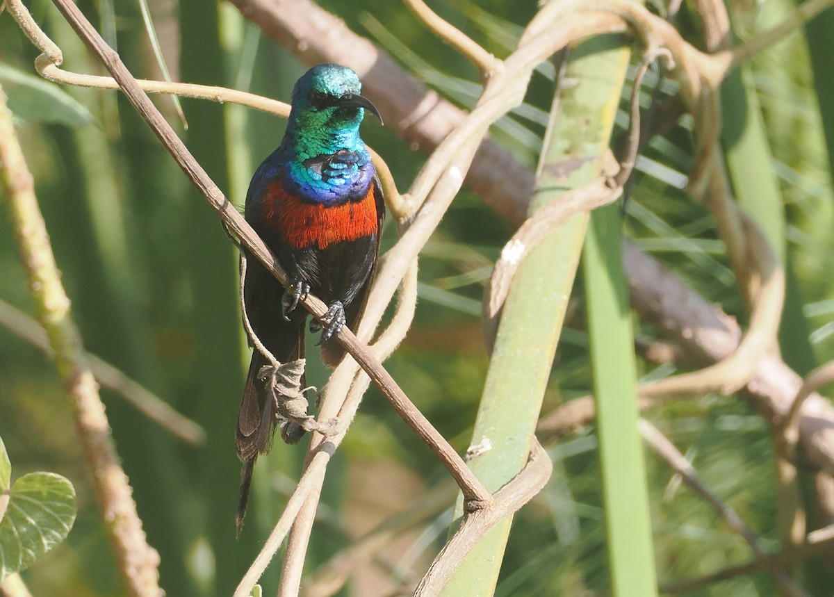 Suimanga Pechirrojo - ML646983756