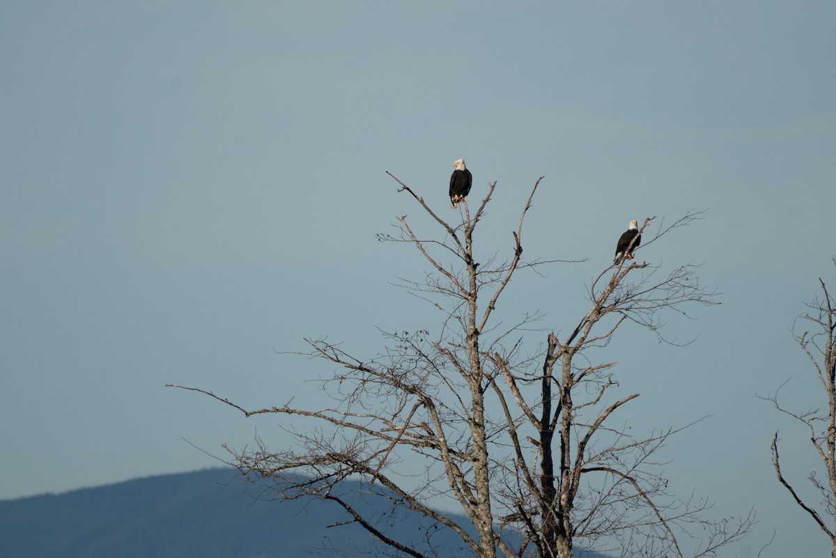 Bald Eagle - ML646983757