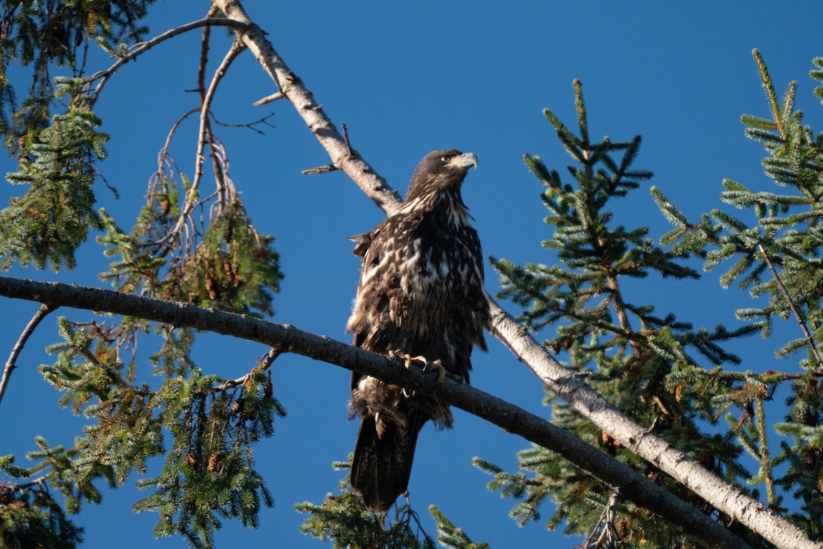 Bald Eagle - ML646983758