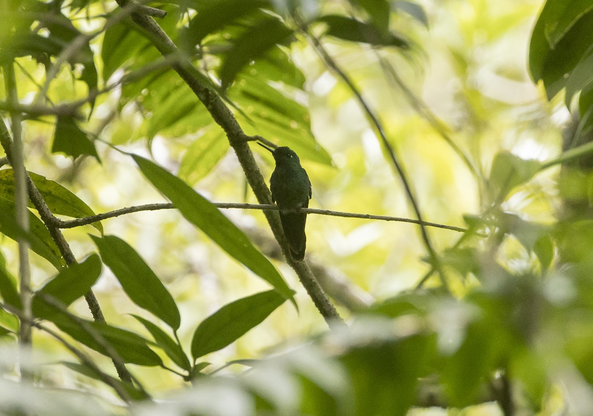 Green-crowned Brilliant - ML646983762