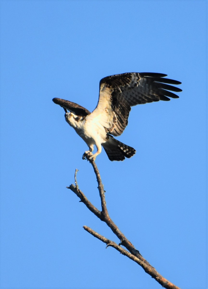 orlovec říční - ML646983765