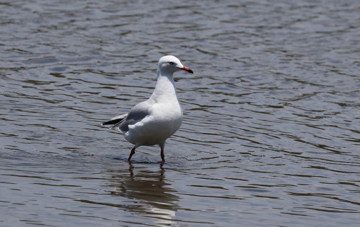 Silver Gull - ML646983766