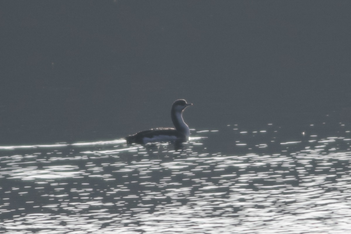 Чернозобая гагара - ML646983767