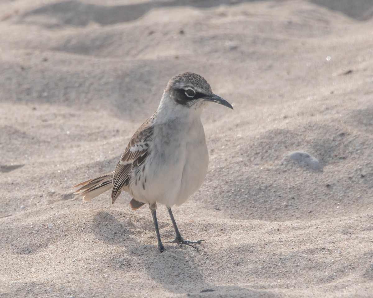 Galapagos Mockingbird - ML646983772