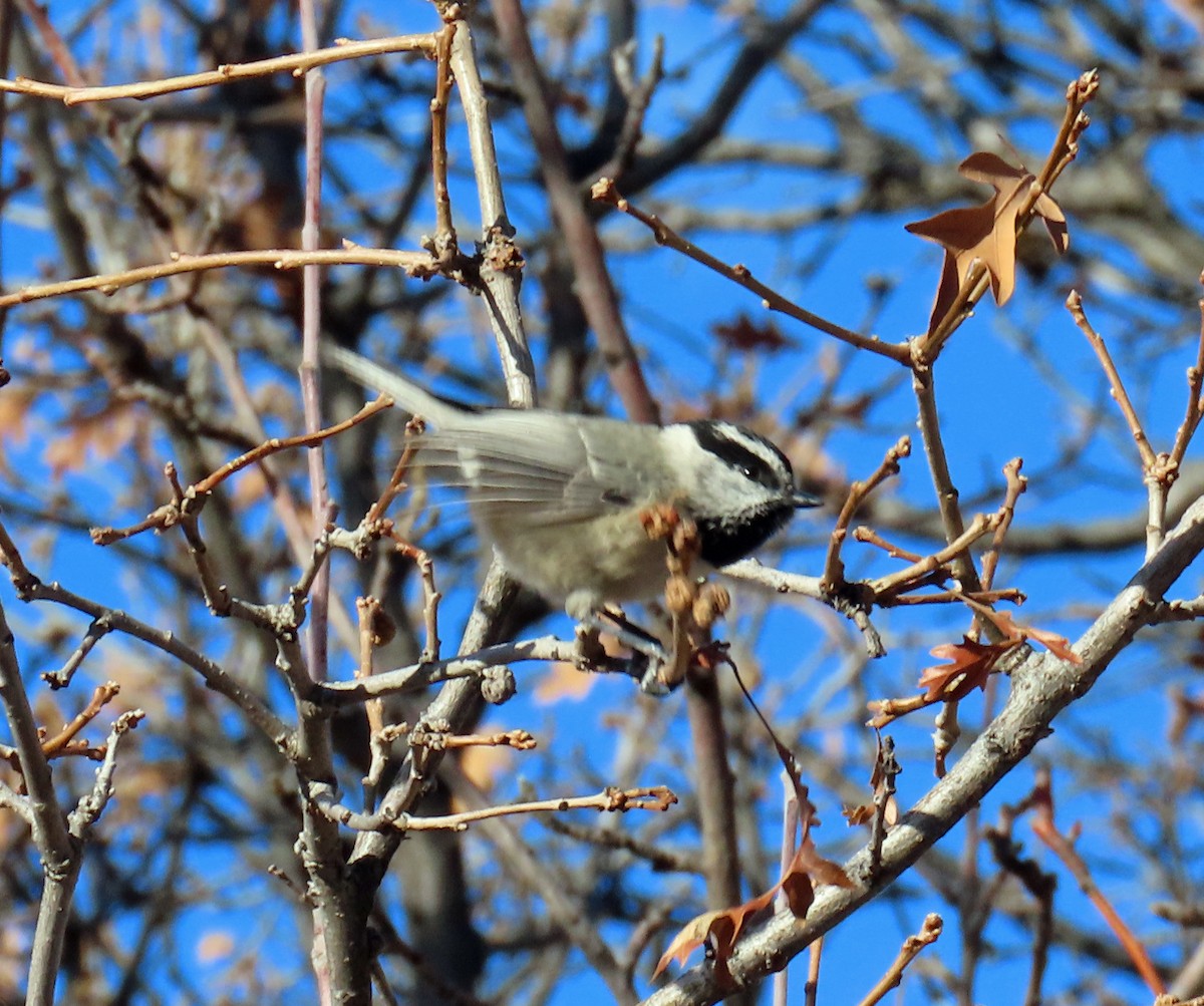 Mountain Chickadee - ML646983773