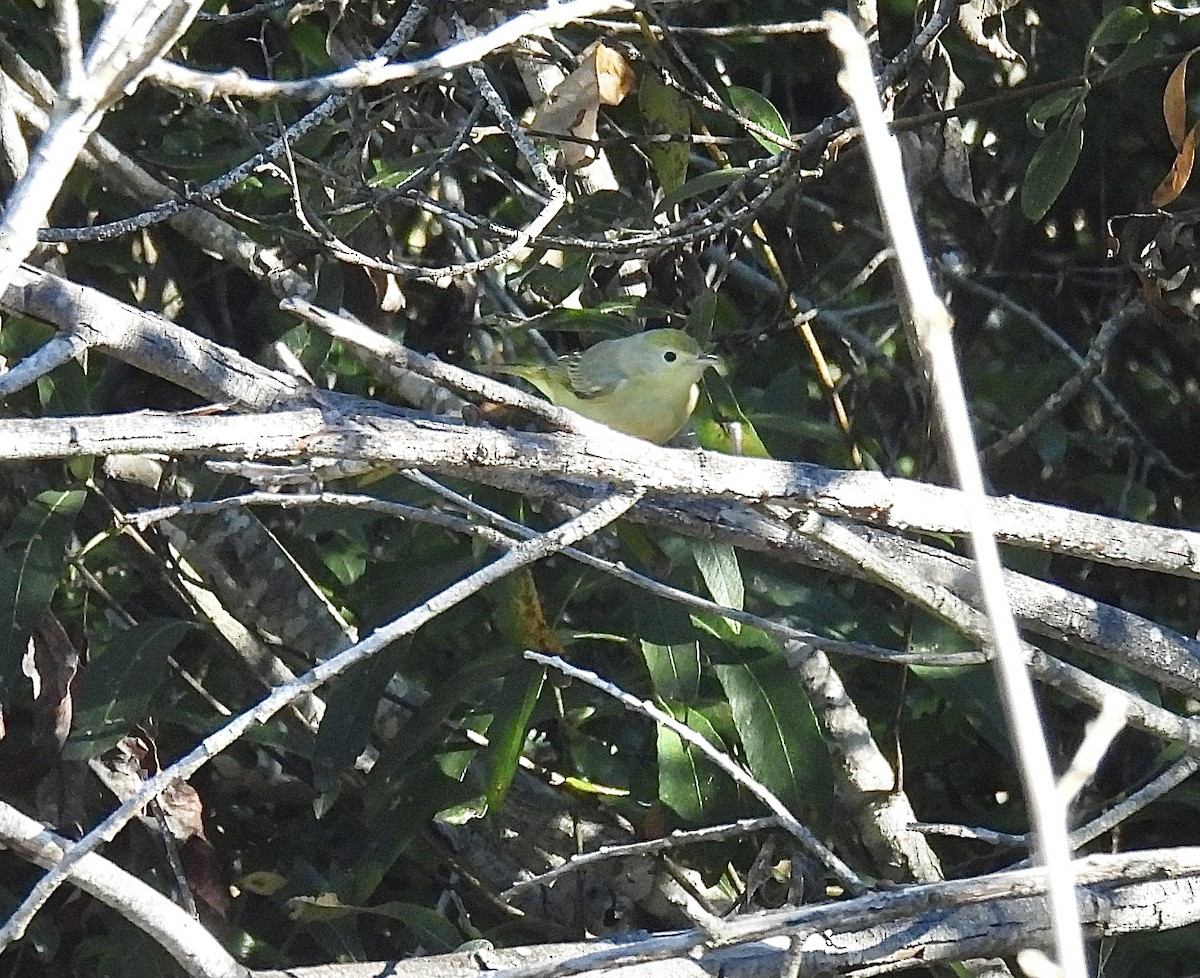 Northern Yellow Warbler - ML646983782