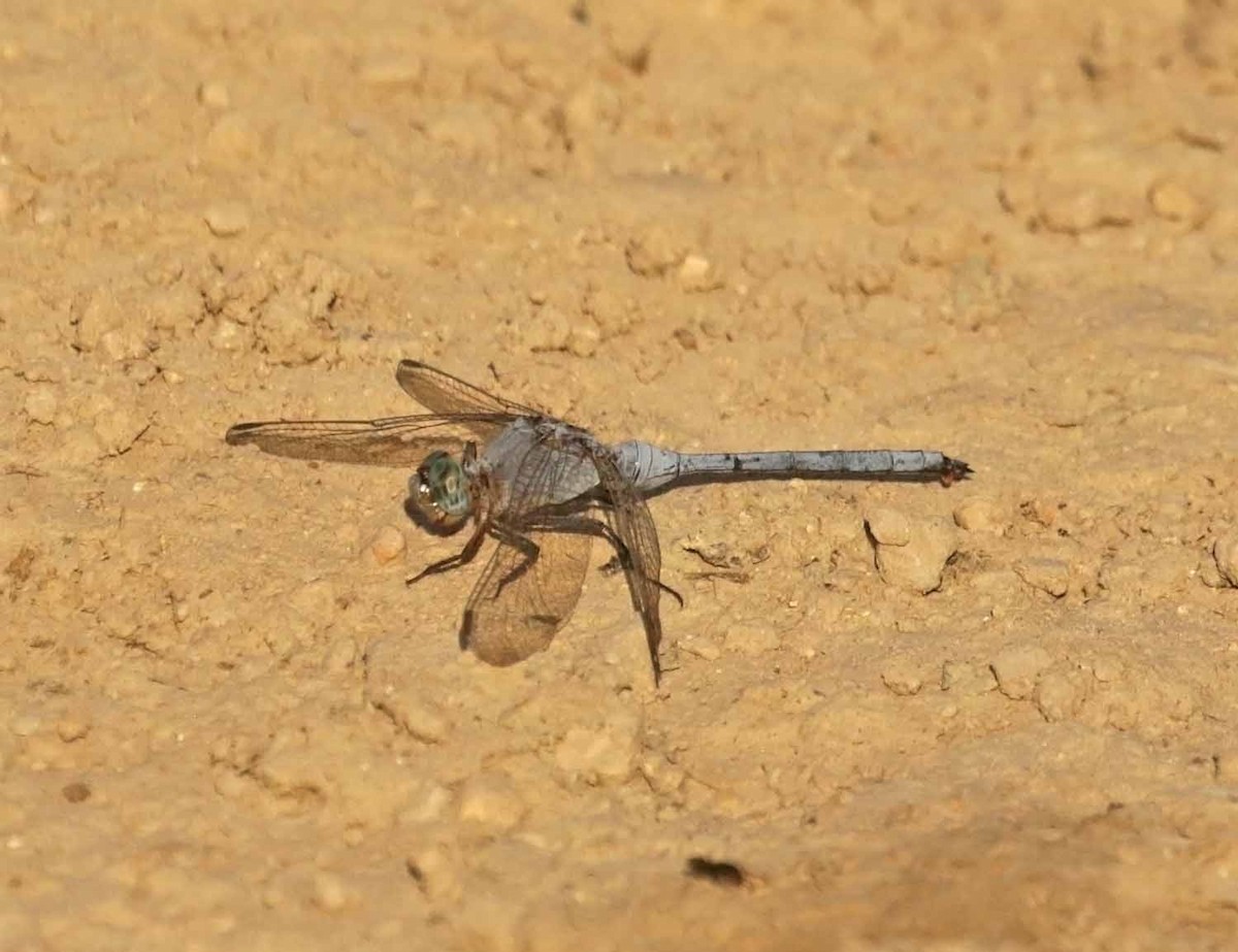 Животные - ML646983789