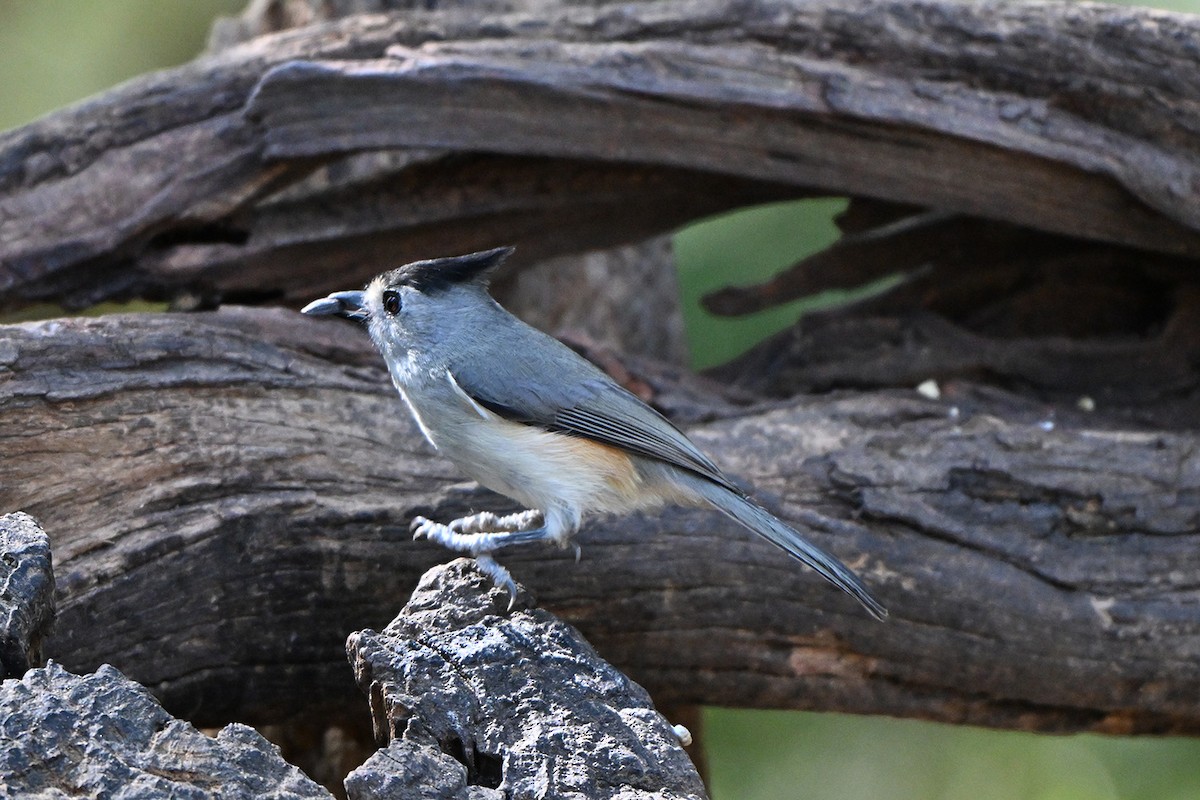 sýkora černochocholatá - ML646983790