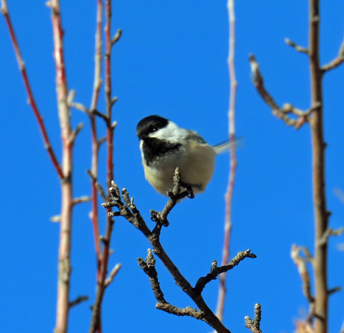 Black-capped Chickadee - ML646983791