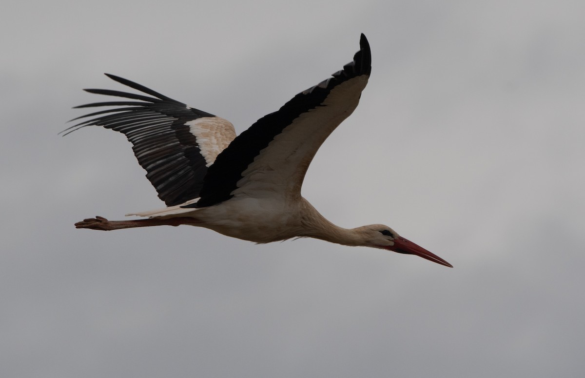 Cigüeña Blanca - ML646983795