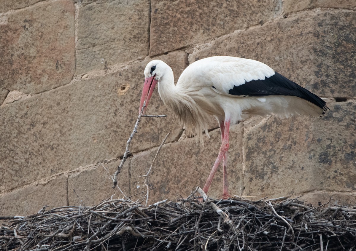 Cigüeña Blanca - ML646983797