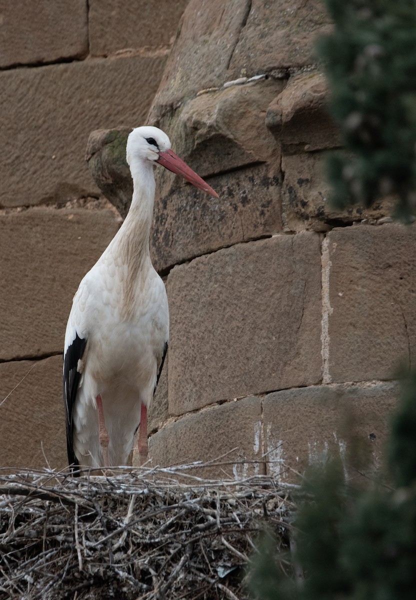 Cigüeña Blanca - ML646983798