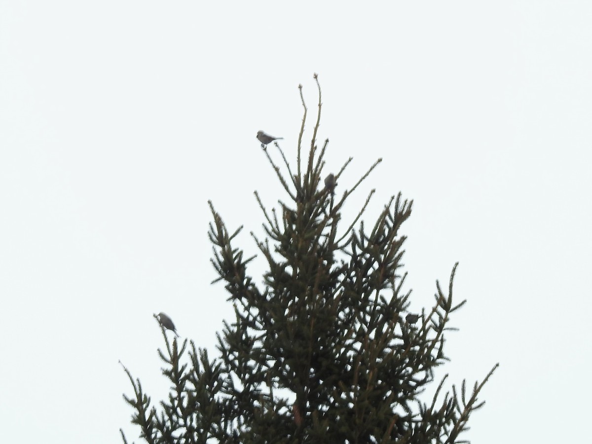 Pine Grosbeak - ML646983799